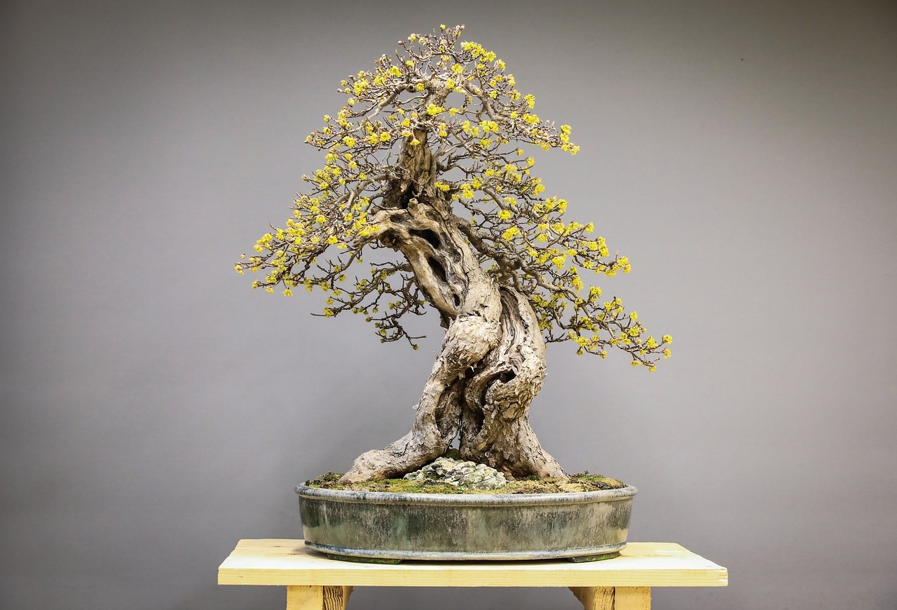 jak przesadzić bonsai