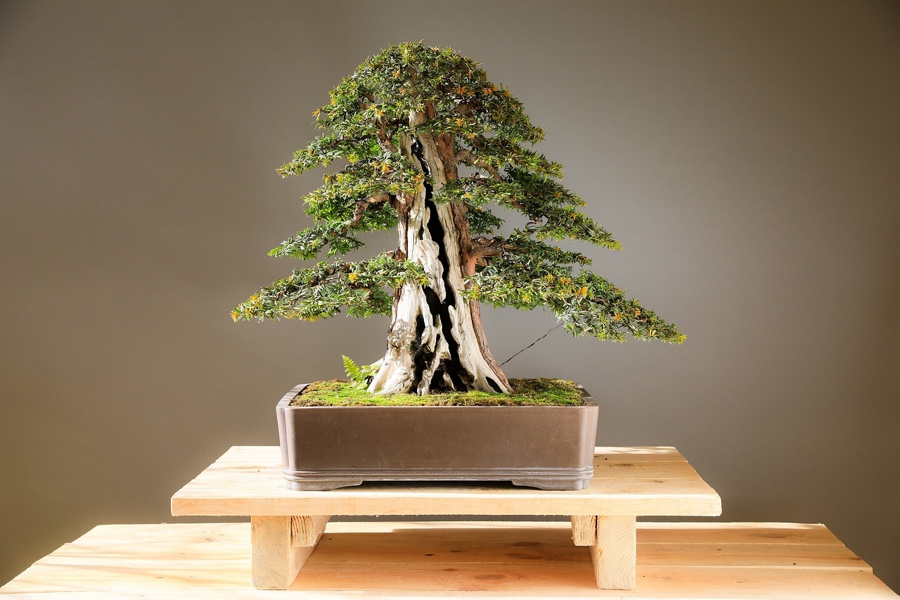 jak przesadzić drzewko bonsai