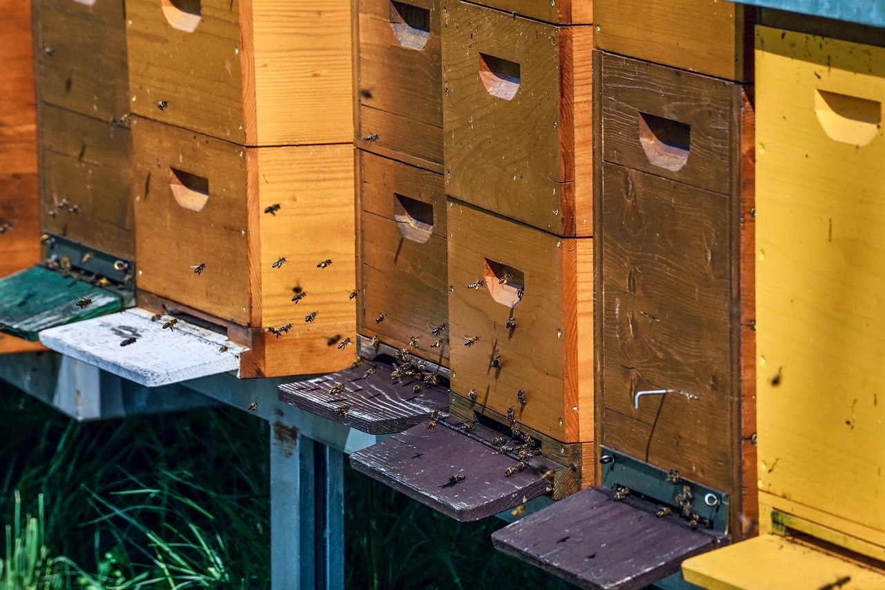 jak zrobić odkład pszczeli